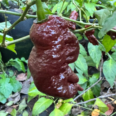 Chocolate Primotalii - Seeds - The Pepper Pantry (Formerly Marie Sharp's)